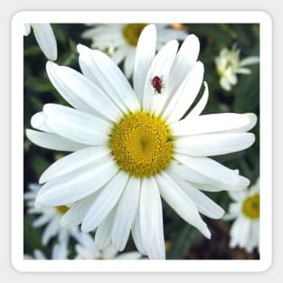 White Daisy Flower and Ladybug Sticker